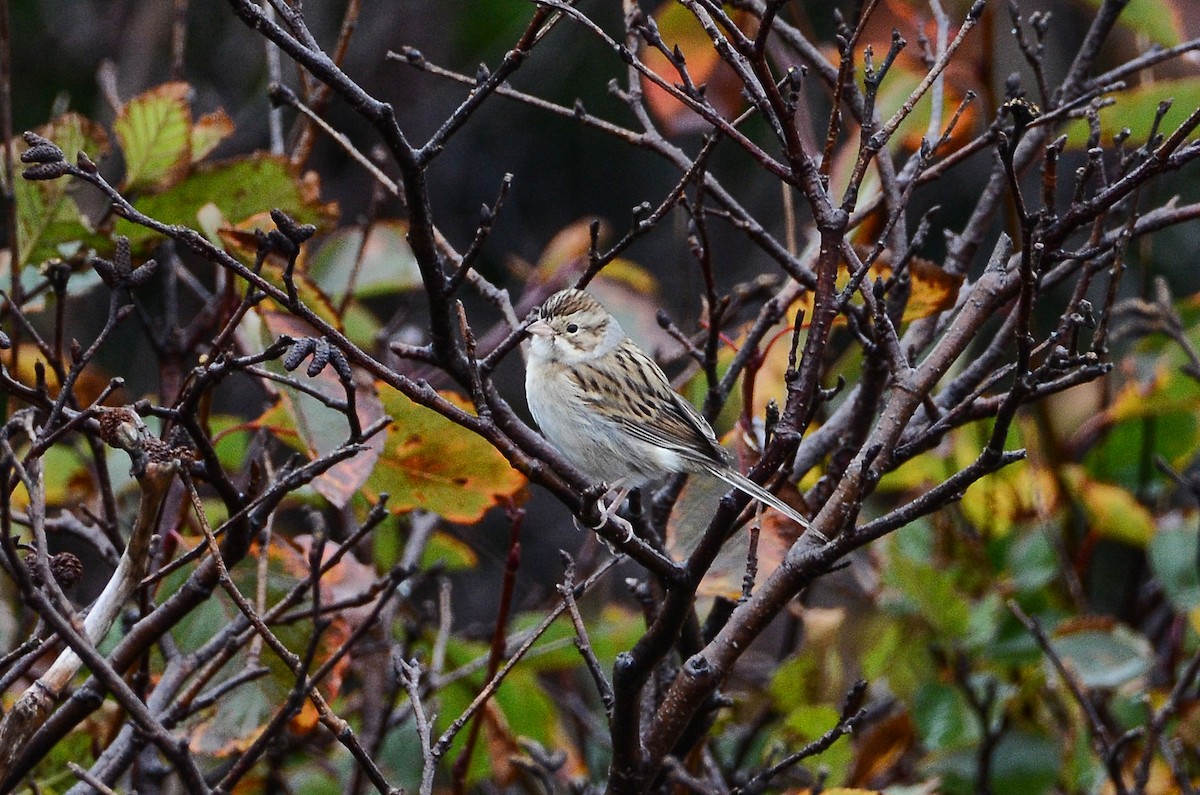 Clay-colored Sparrow - ML611304750
