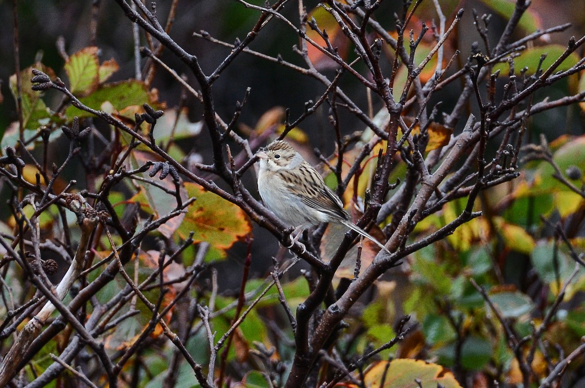 Clay-colored Sparrow - ML611304751