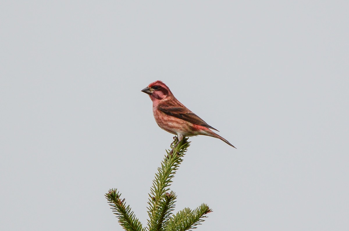 Purple Finch - ML611304786