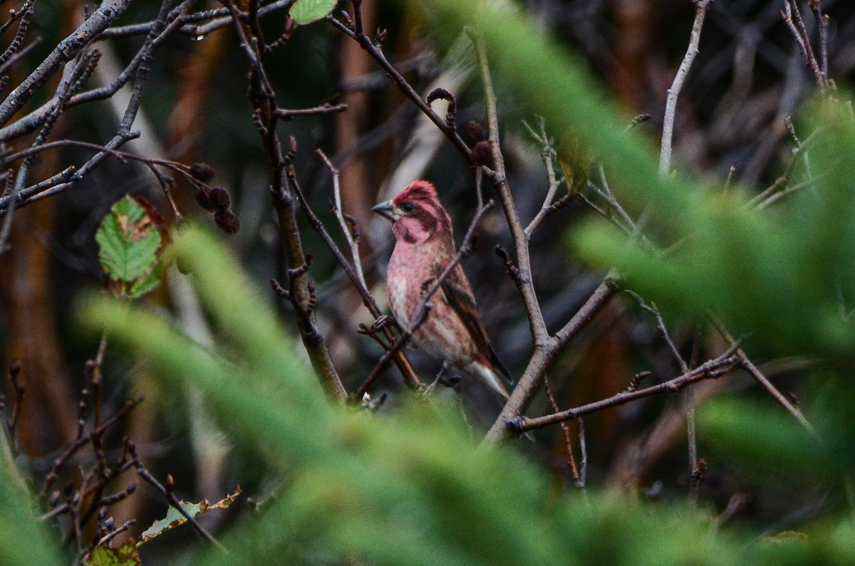 Purple Finch - ML611304787