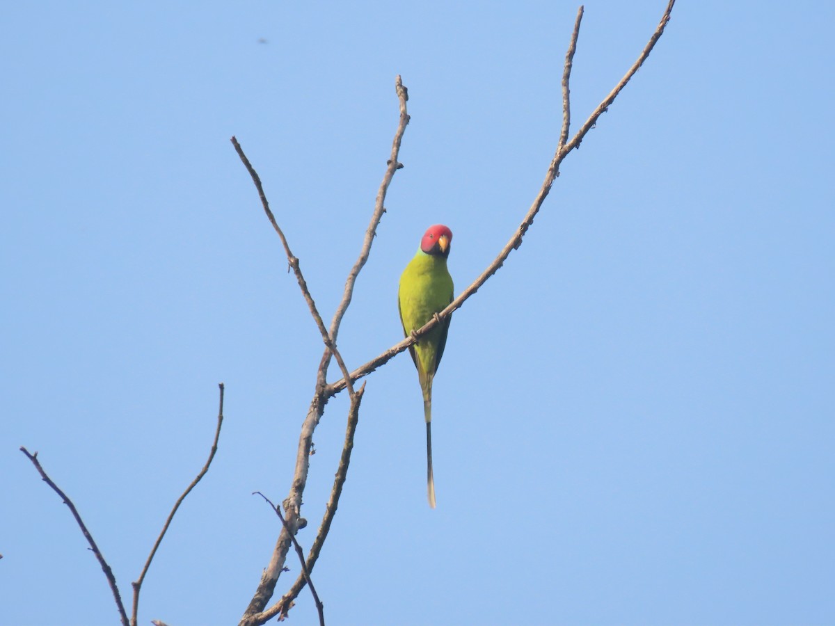 Plum-headed Parakeet - ML611304789