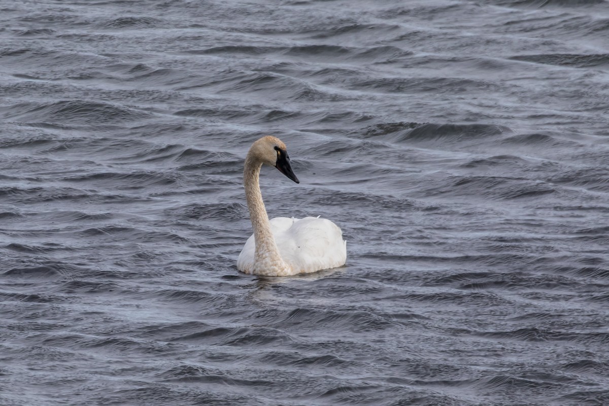 Tundra Swan - Jodi Boe