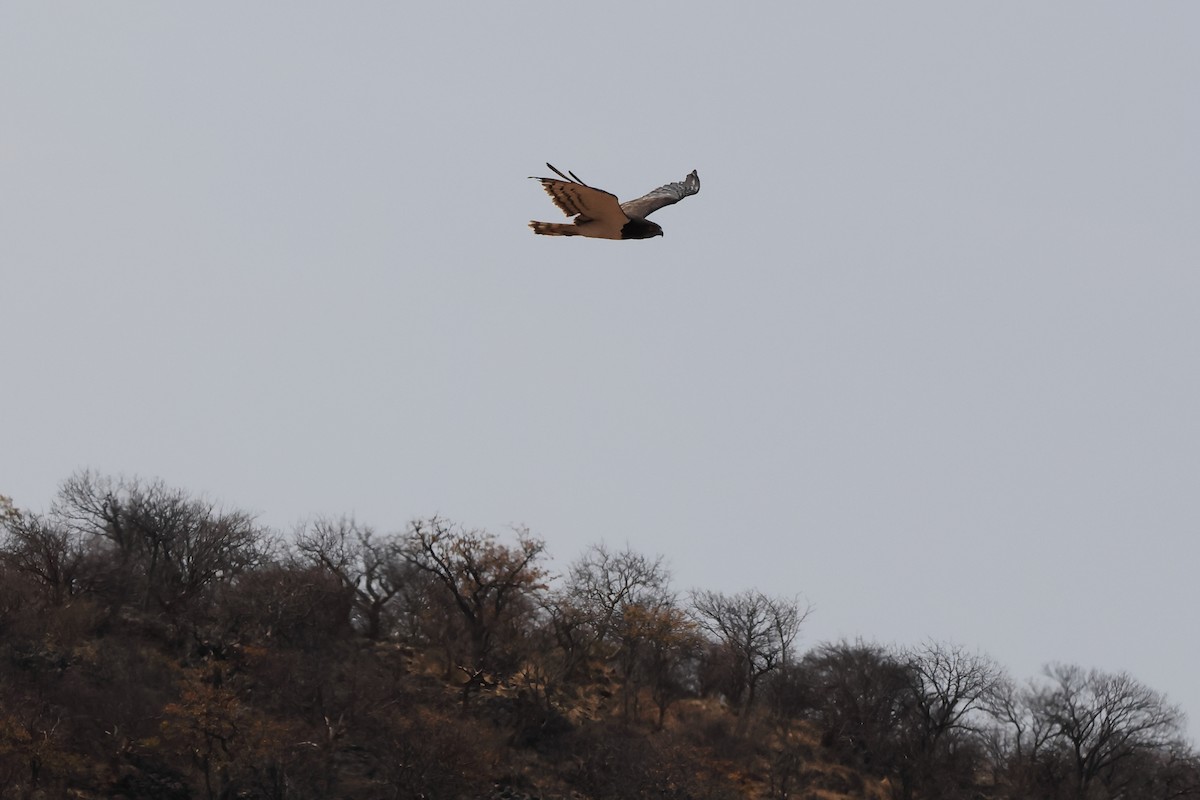 Black-chested Snake-Eagle - ML611304819