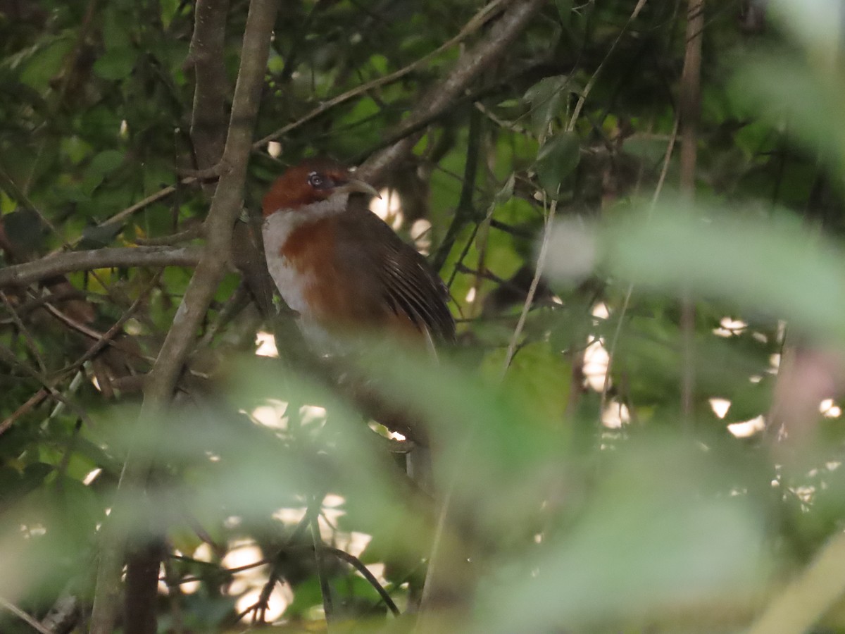 Rusty-cheeked Scimitar-Babbler - ML611304830