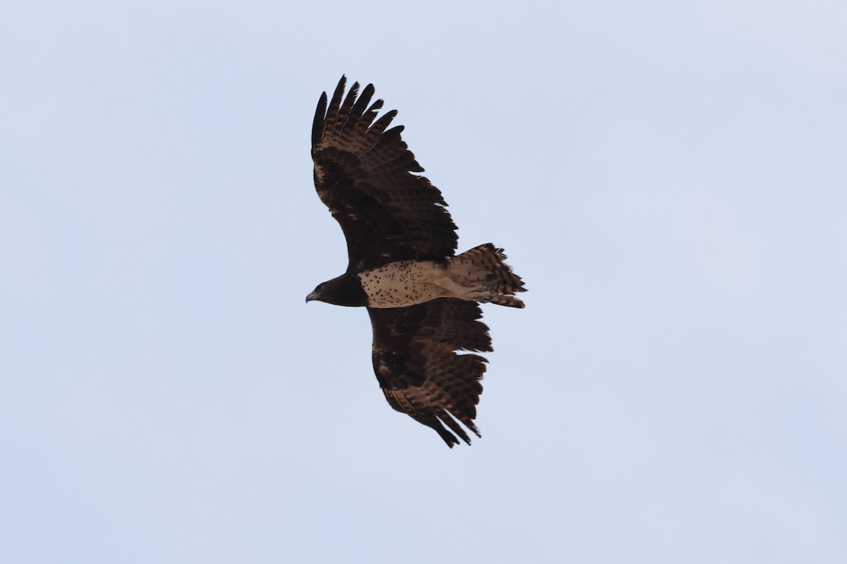 Martial Eagle - ML611304834