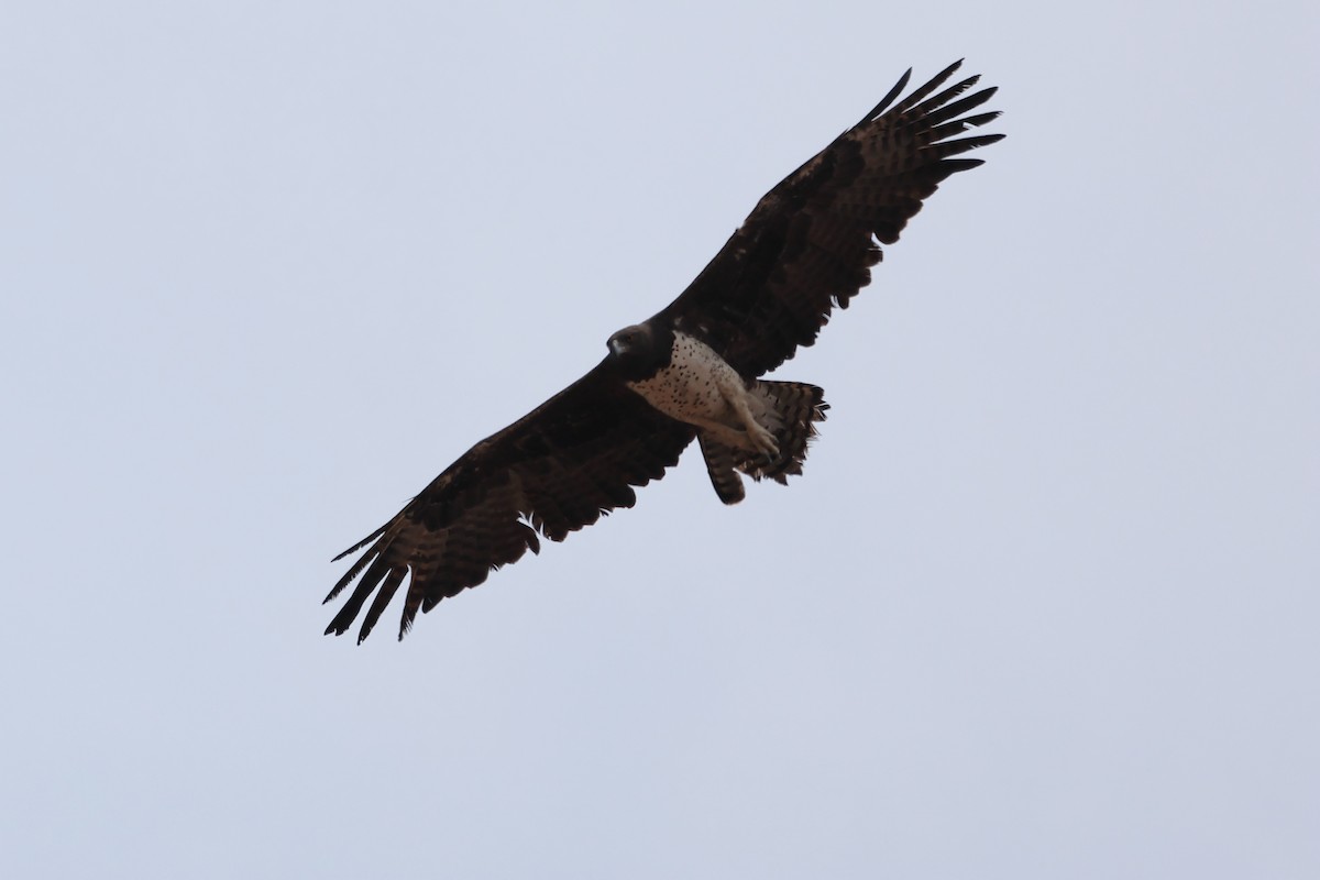 Martial Eagle - ML611304835