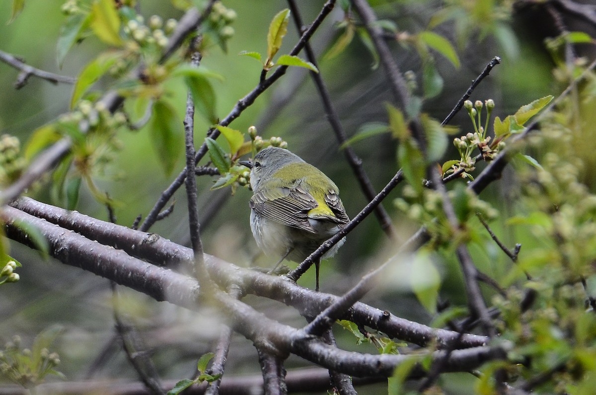 Tennessee Warbler - ML611304924