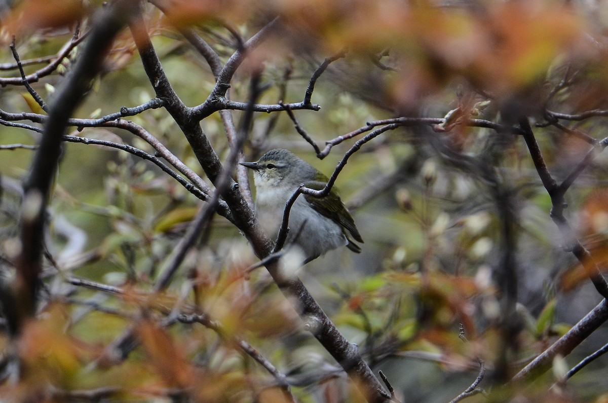 Tennessee Warbler - ML611304926