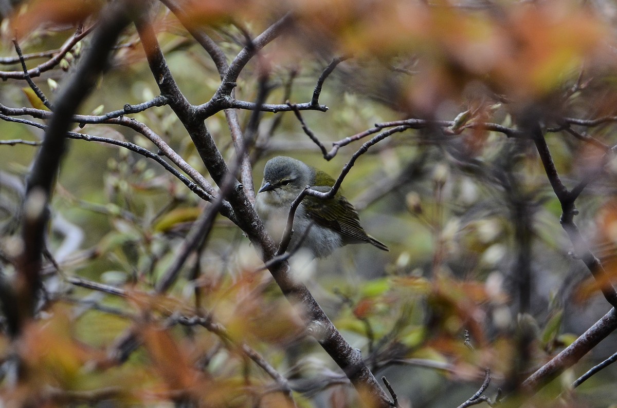 Tennessee Warbler - Roman Yaremchuk