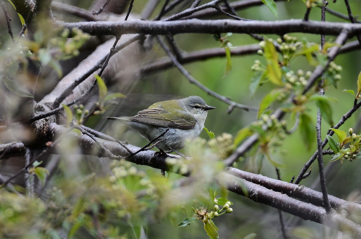 Tennessee Warbler - ML611304929