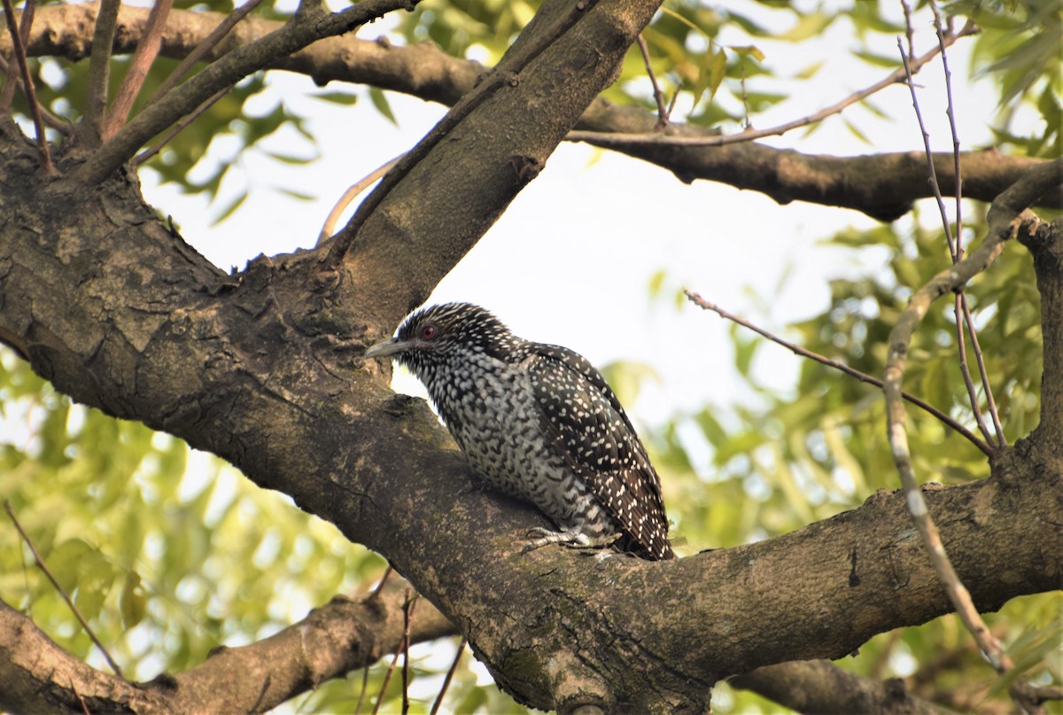 Asian Koel - DEBASISH CHATTEERJEE