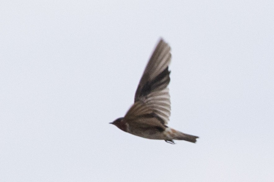 Cliff Swallow - ML611304989