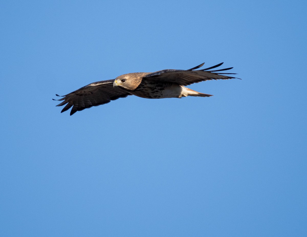 Northern Harrier - ML611304998