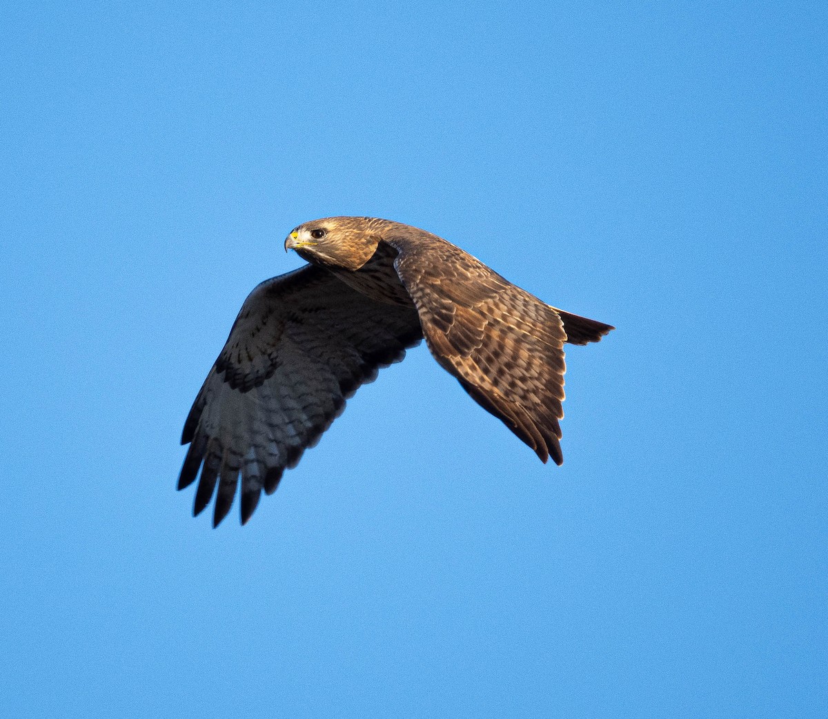 Northern Harrier - ML611304999