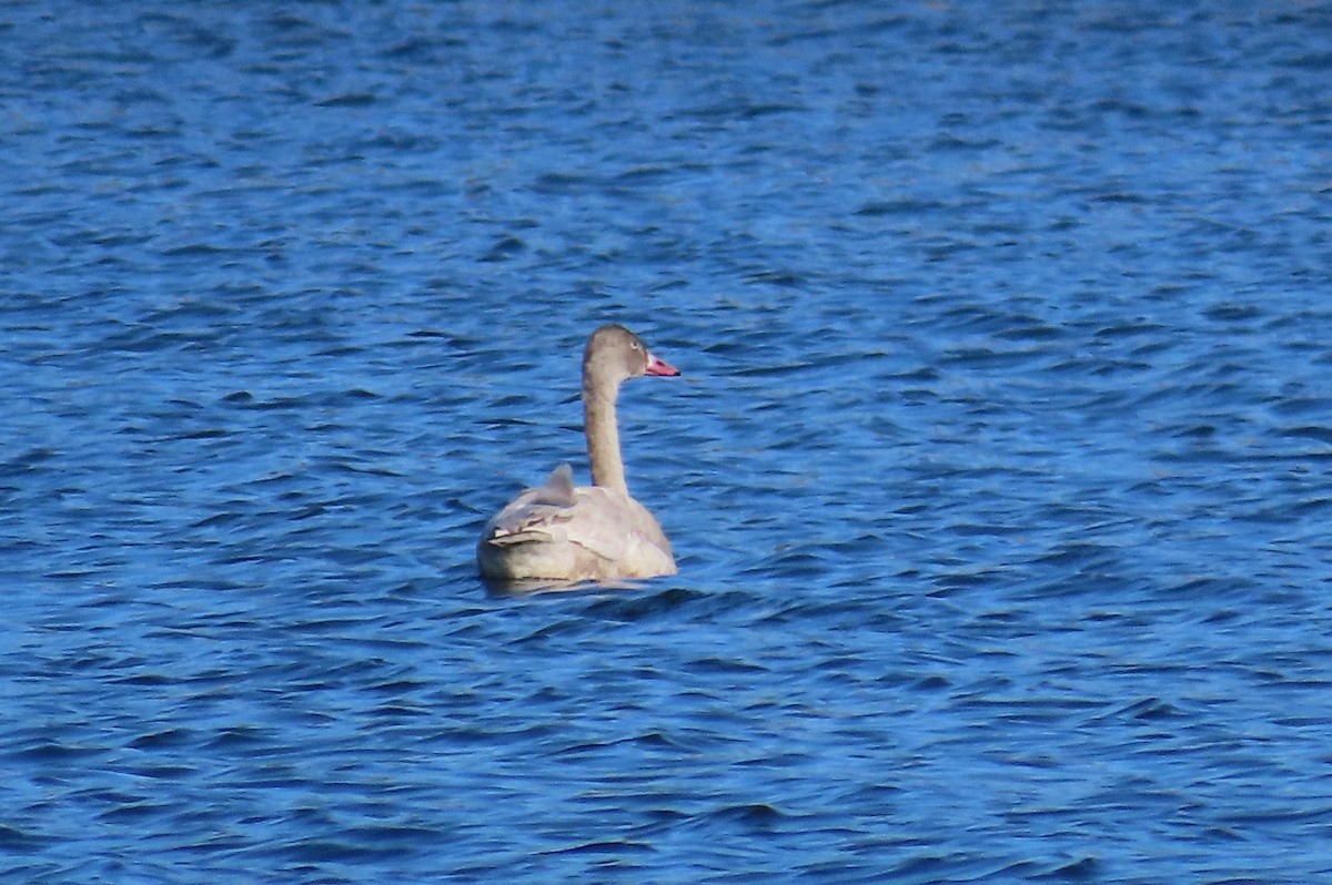 Tundra Swan - ML611305012