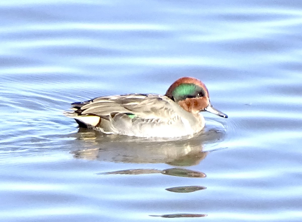 Green-winged Teal - ML611305109
