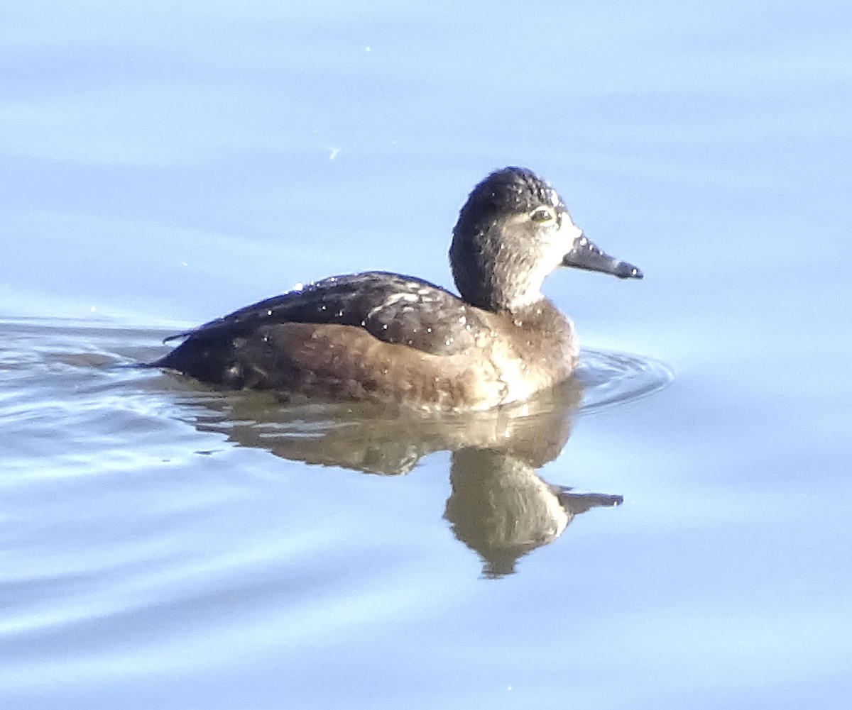 Ring-necked Duck - ML611305115