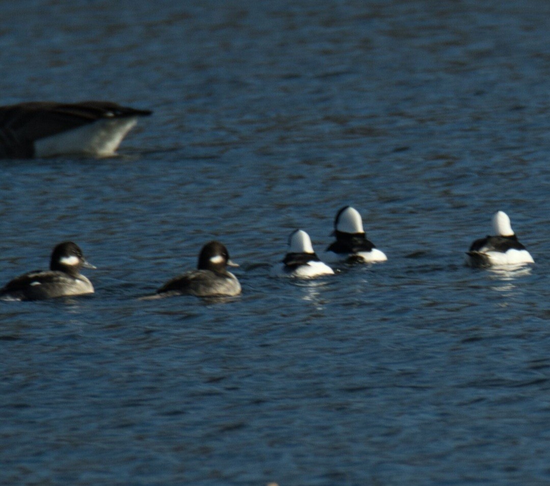 Bufflehead - ML611305129