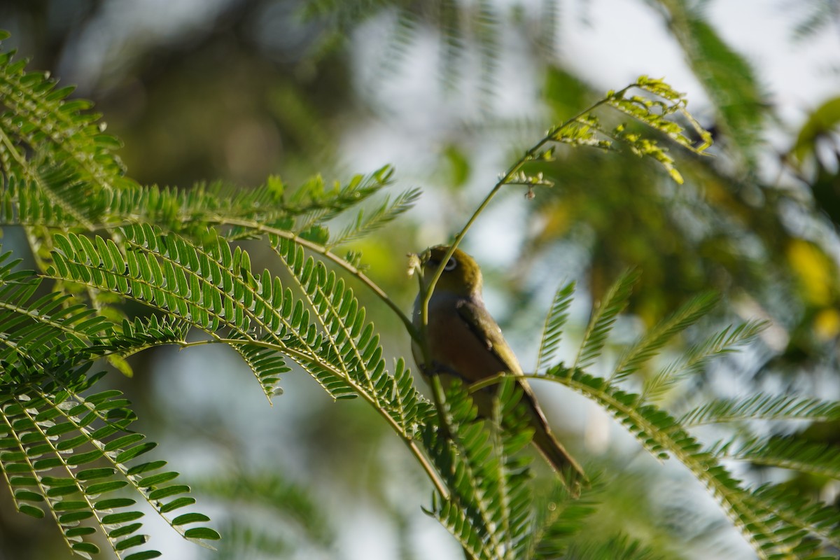 Green-backed White-eye - ML611305161