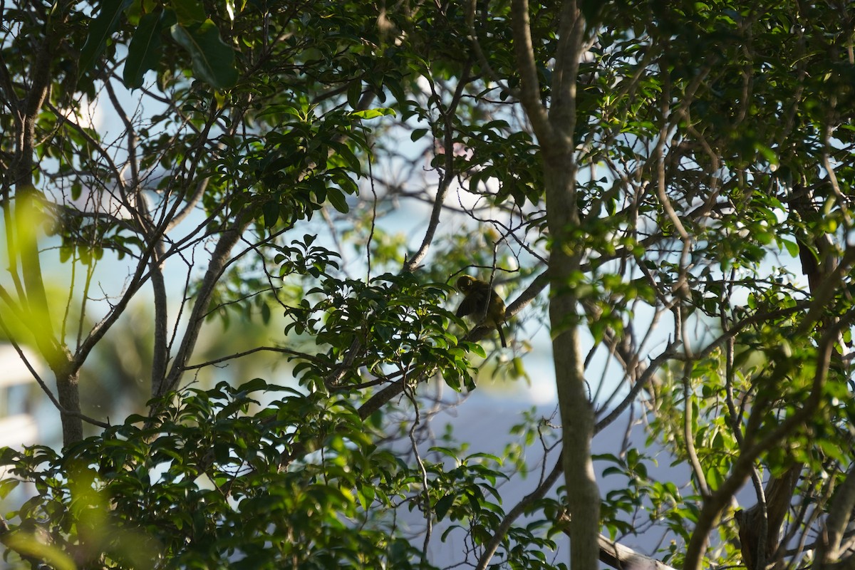 Green-backed White-eye - ML611305276