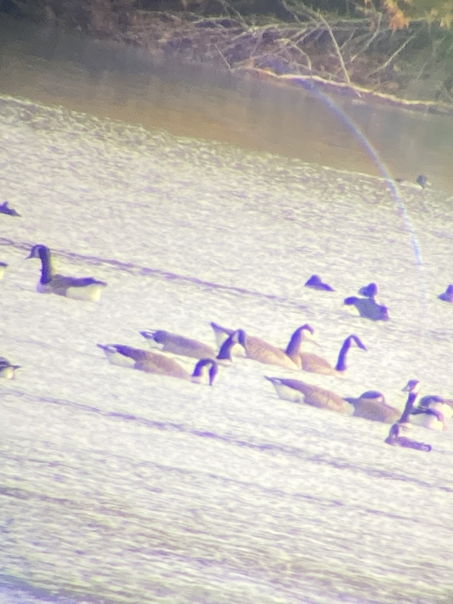 Domestic goose sp. x Canada Goose (hybrid) - ML611305298