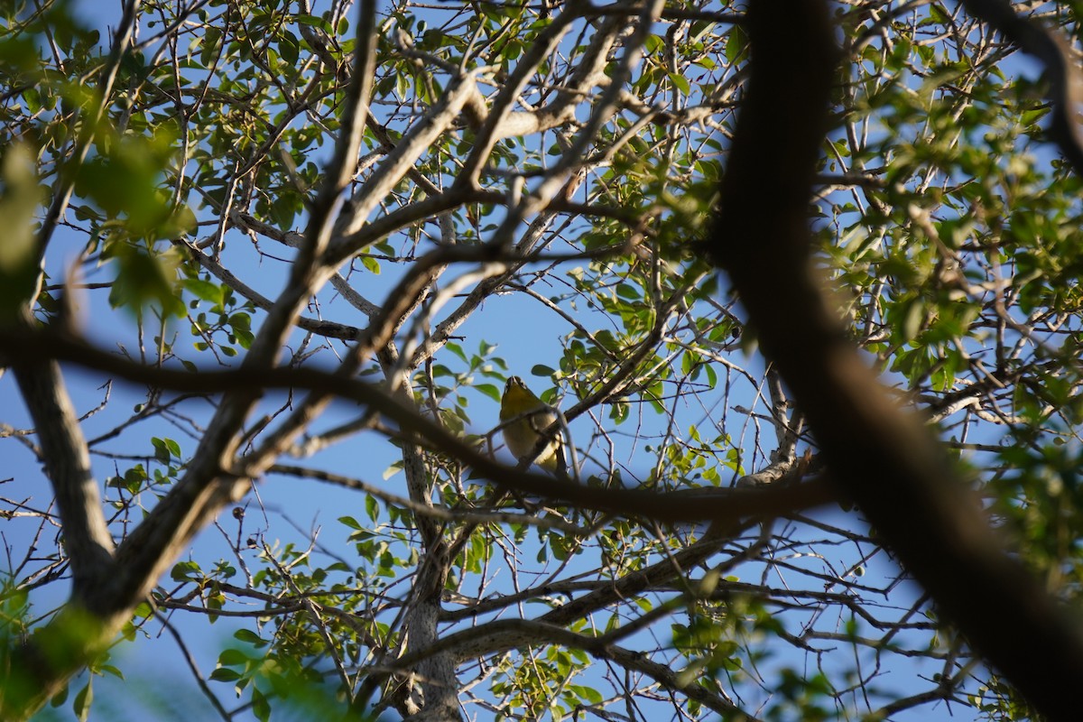 Green-backed White-eye - ML611305302