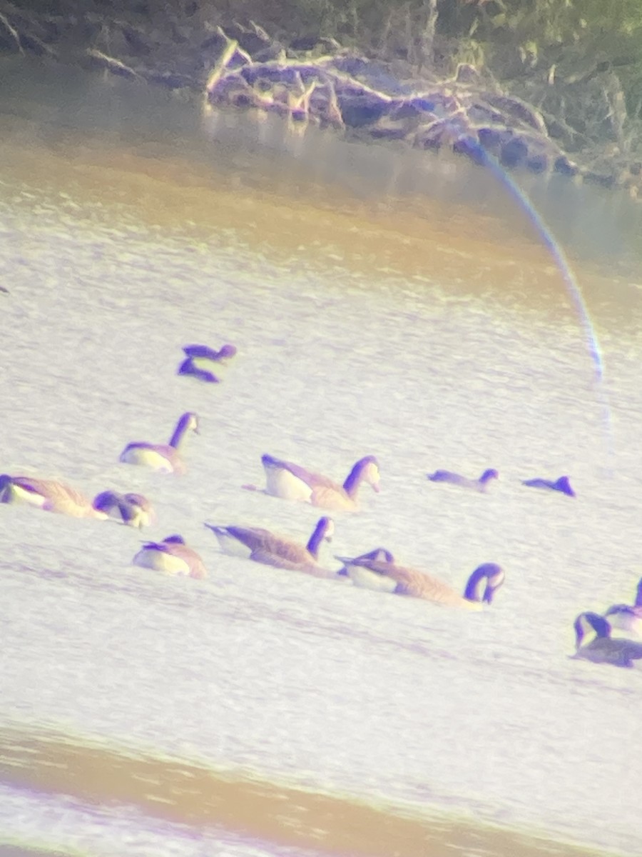 Domestic goose sp. x Canada Goose (hybrid) - ML611305319