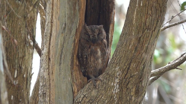 Madagascar Scops-Owl (Torotoroka) - ML611305367