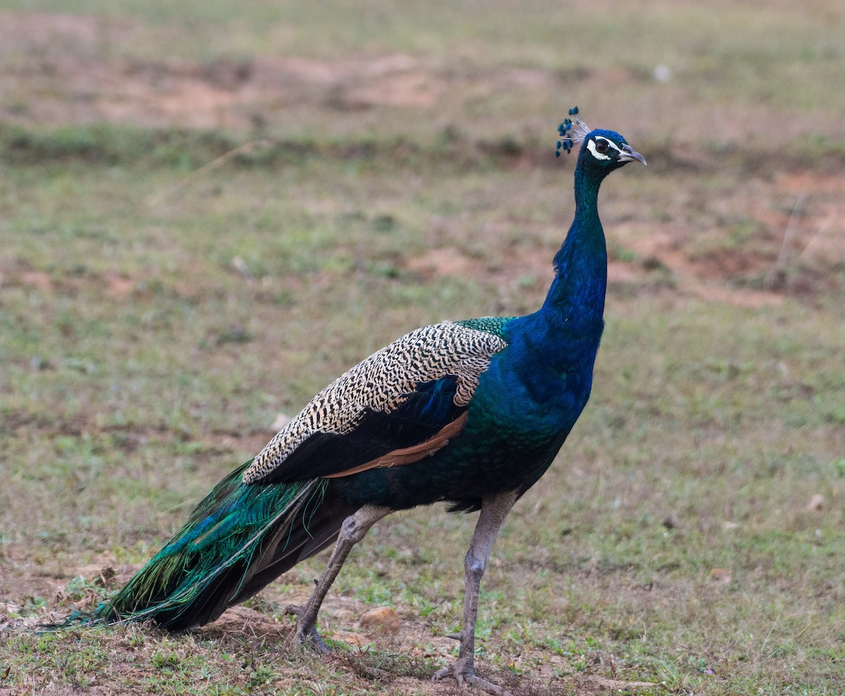 Indian Peafowl - ML611305379