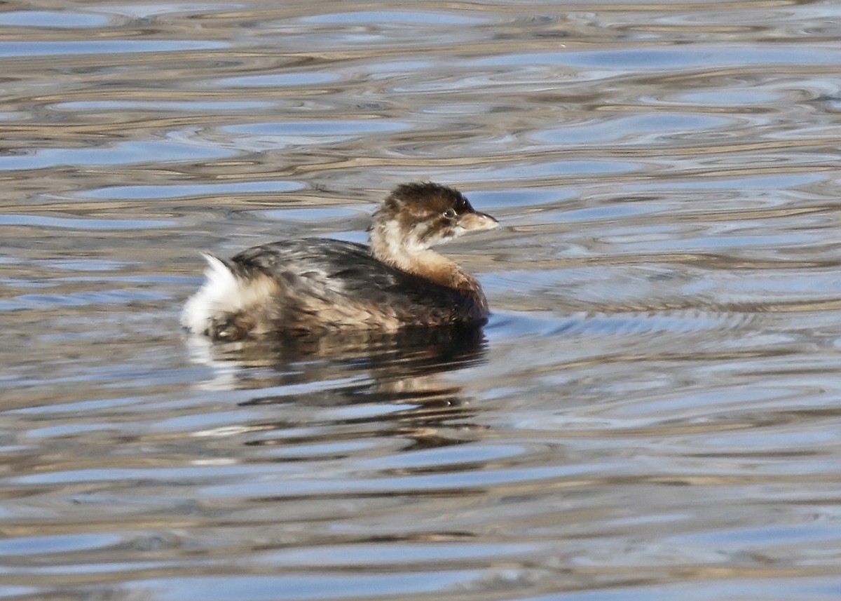 Pied-billed Grebe - ML611305402