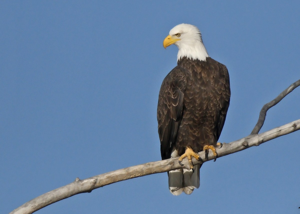 Bald Eagle - Ken Pride