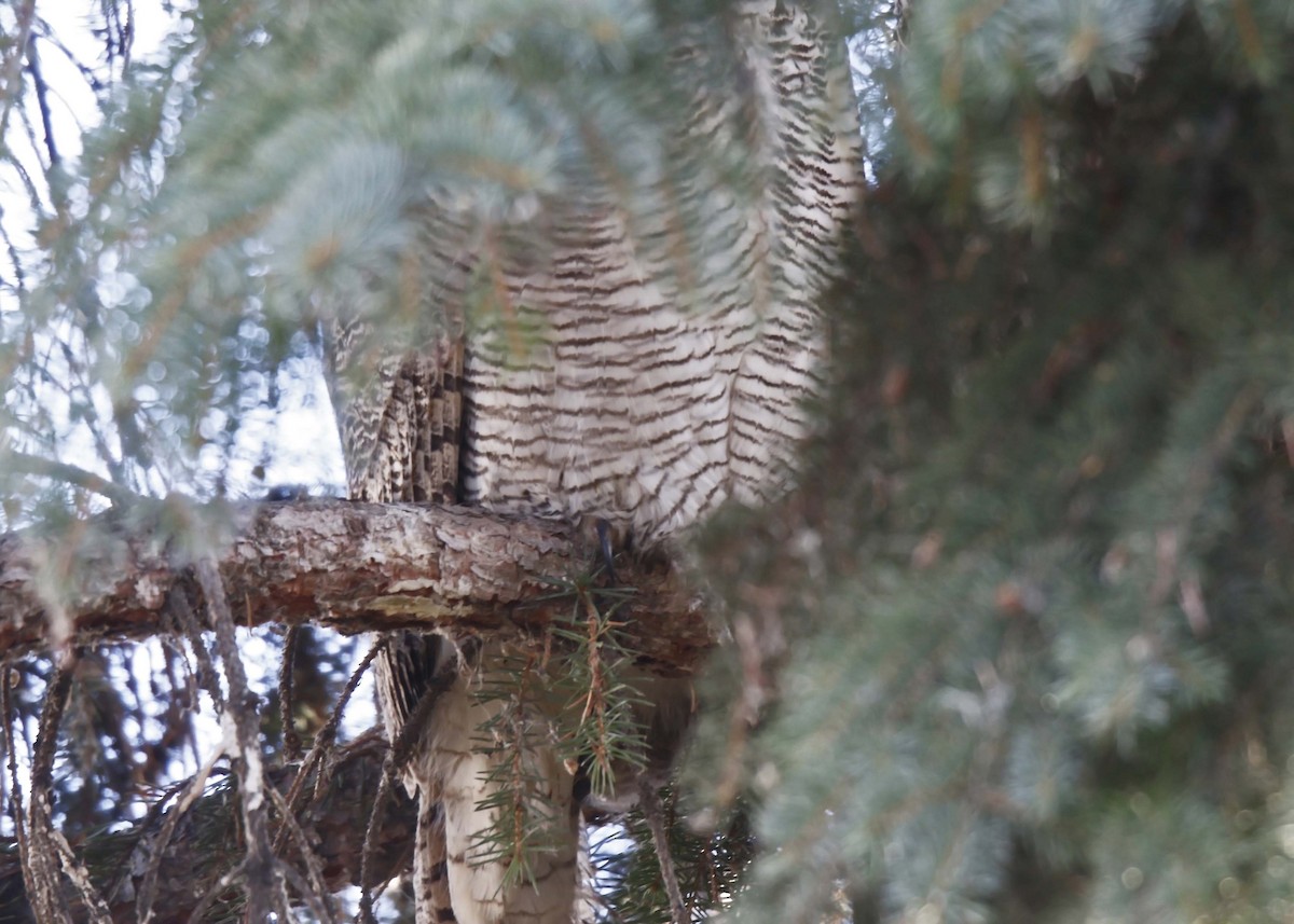 Great Horned Owl - ML611305443