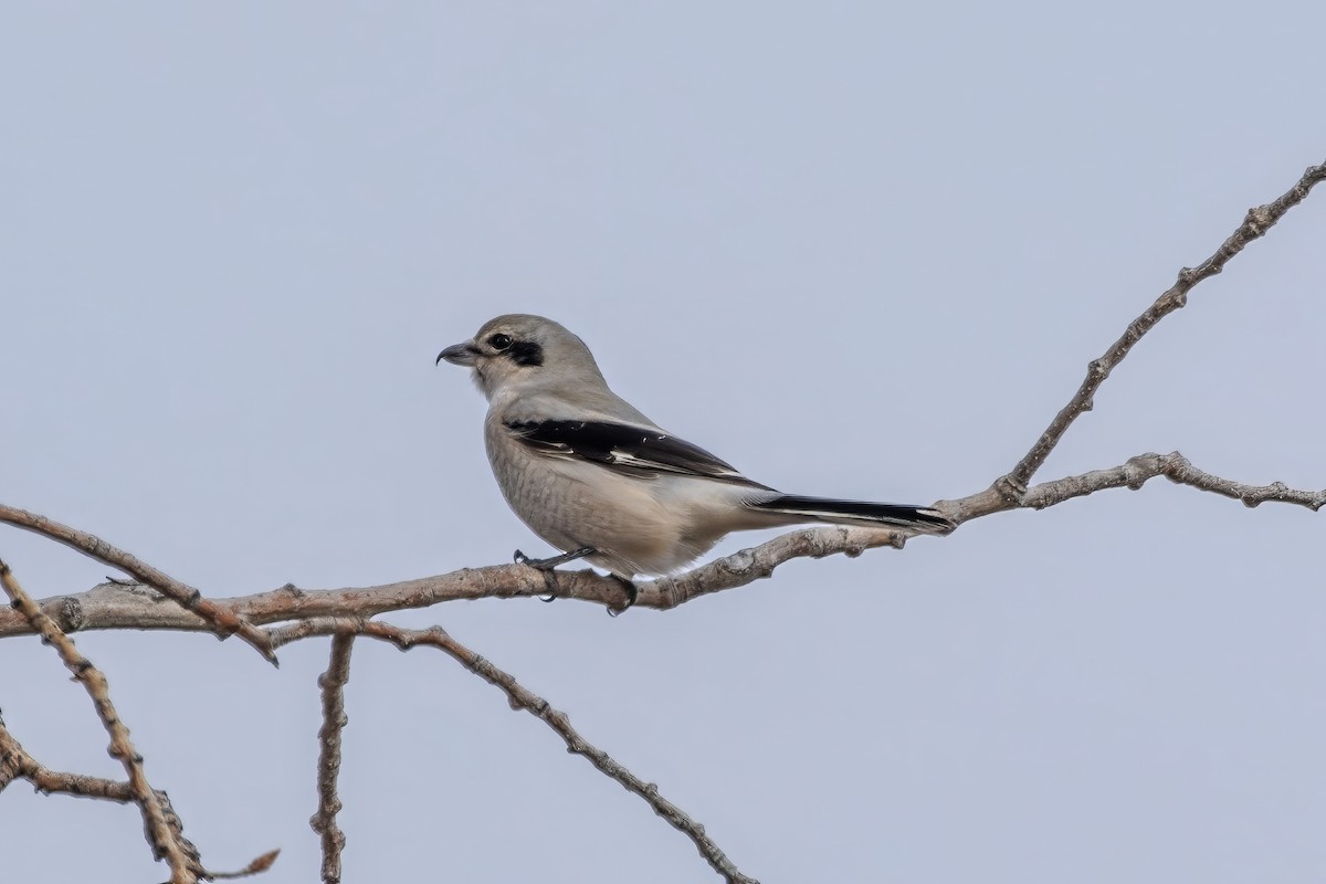 Northern Shrike - ML611305528