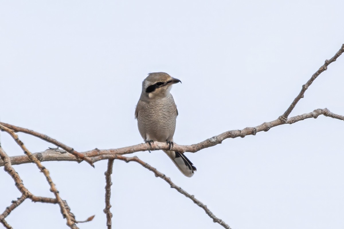 Northern Shrike - Jodi Boe