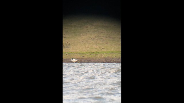 Avoceta Común - ML611305574