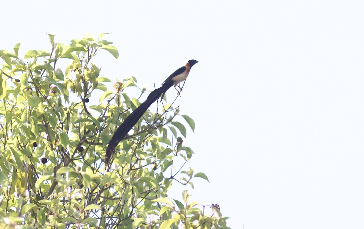 Exclamatory Paradise-Whydah - ML611305603