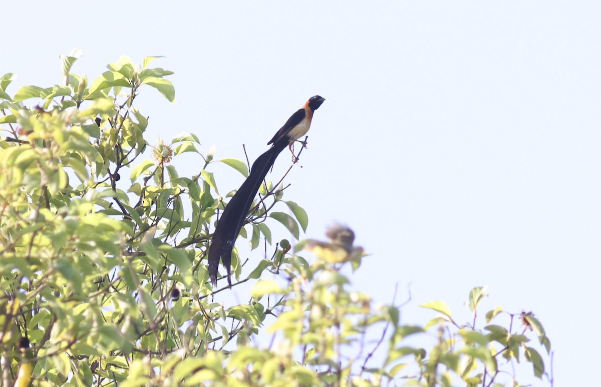 Exclamatory Paradise-Whydah - ML611305604