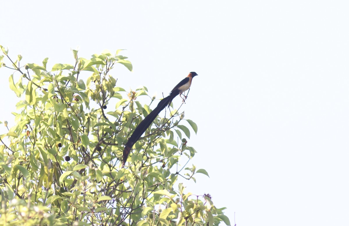 Exclamatory Paradise-Whydah - ML611305605