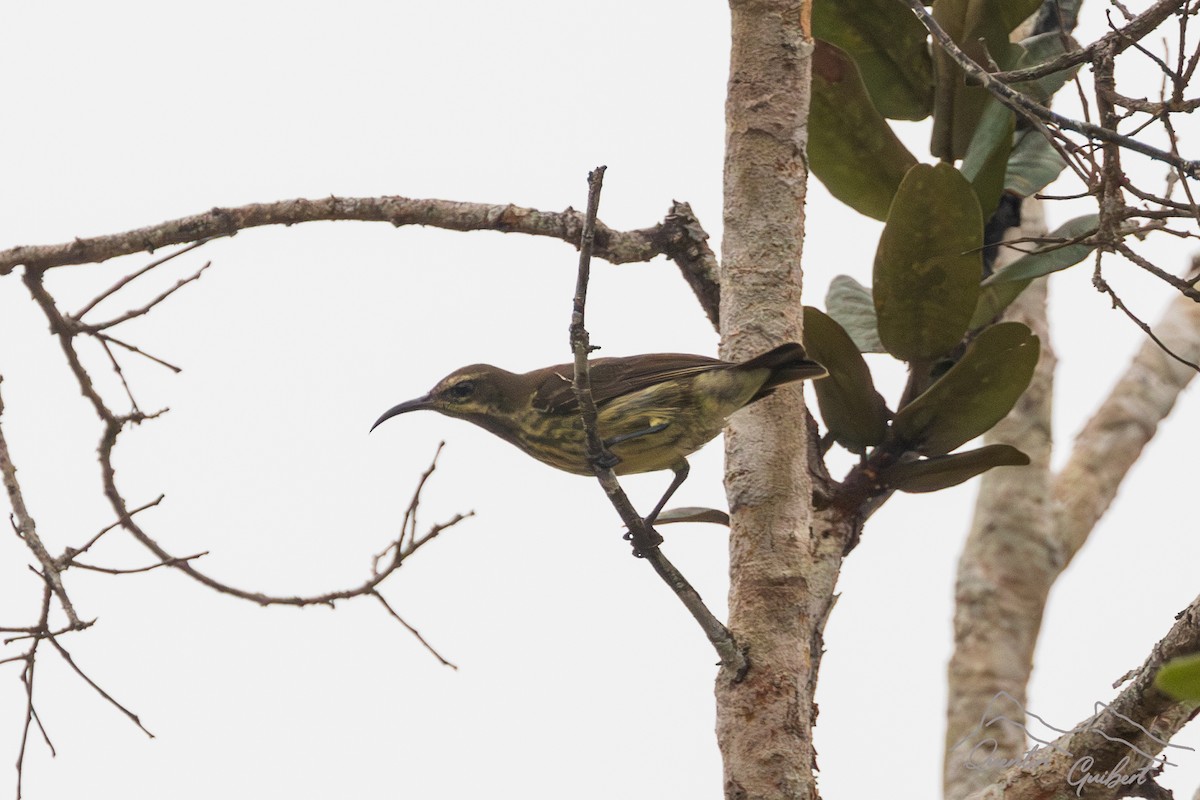 Green-throated Sunbird - ML611305860