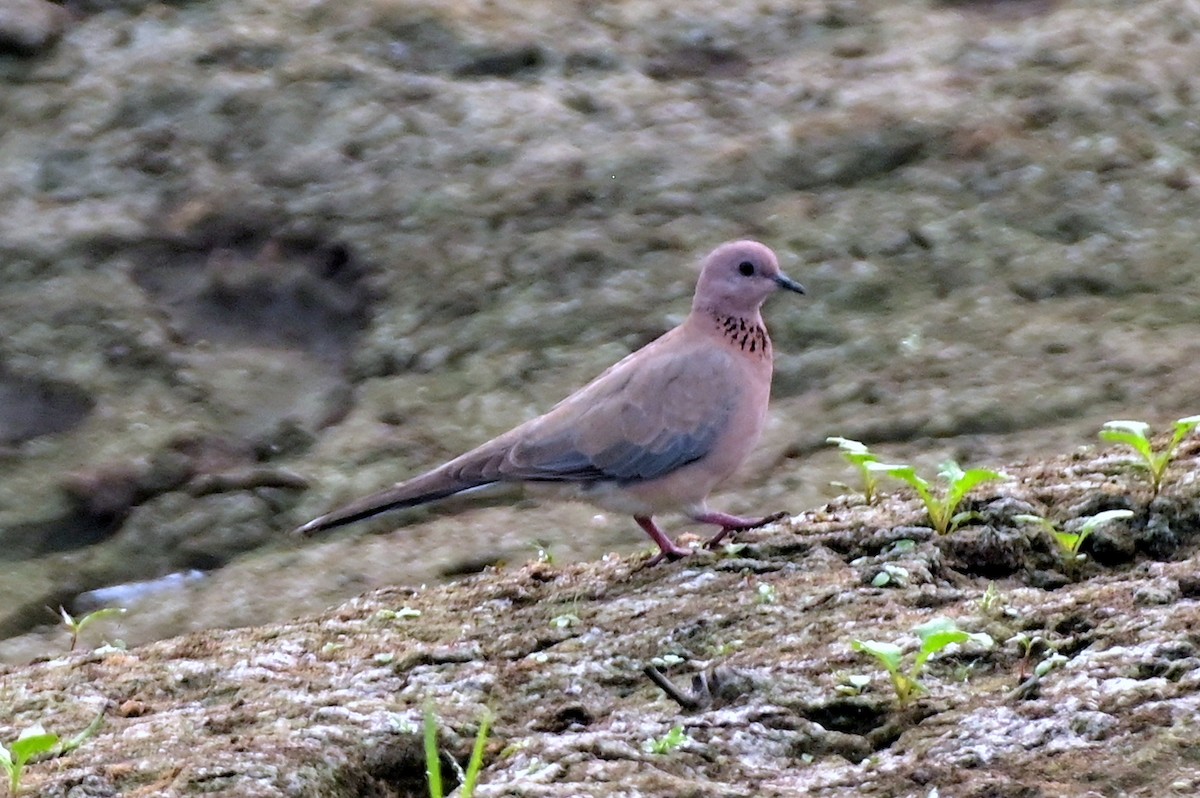 Laughing Dove - ML611305866