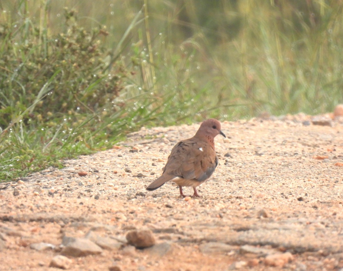 Laughing Dove - ML611305868