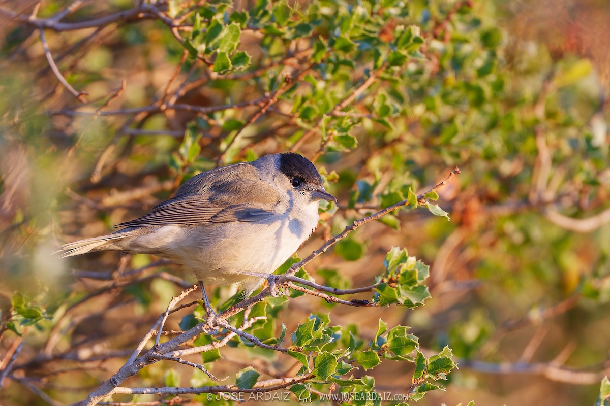 Eurasian Blackcap - José Ardaiz Ganuza