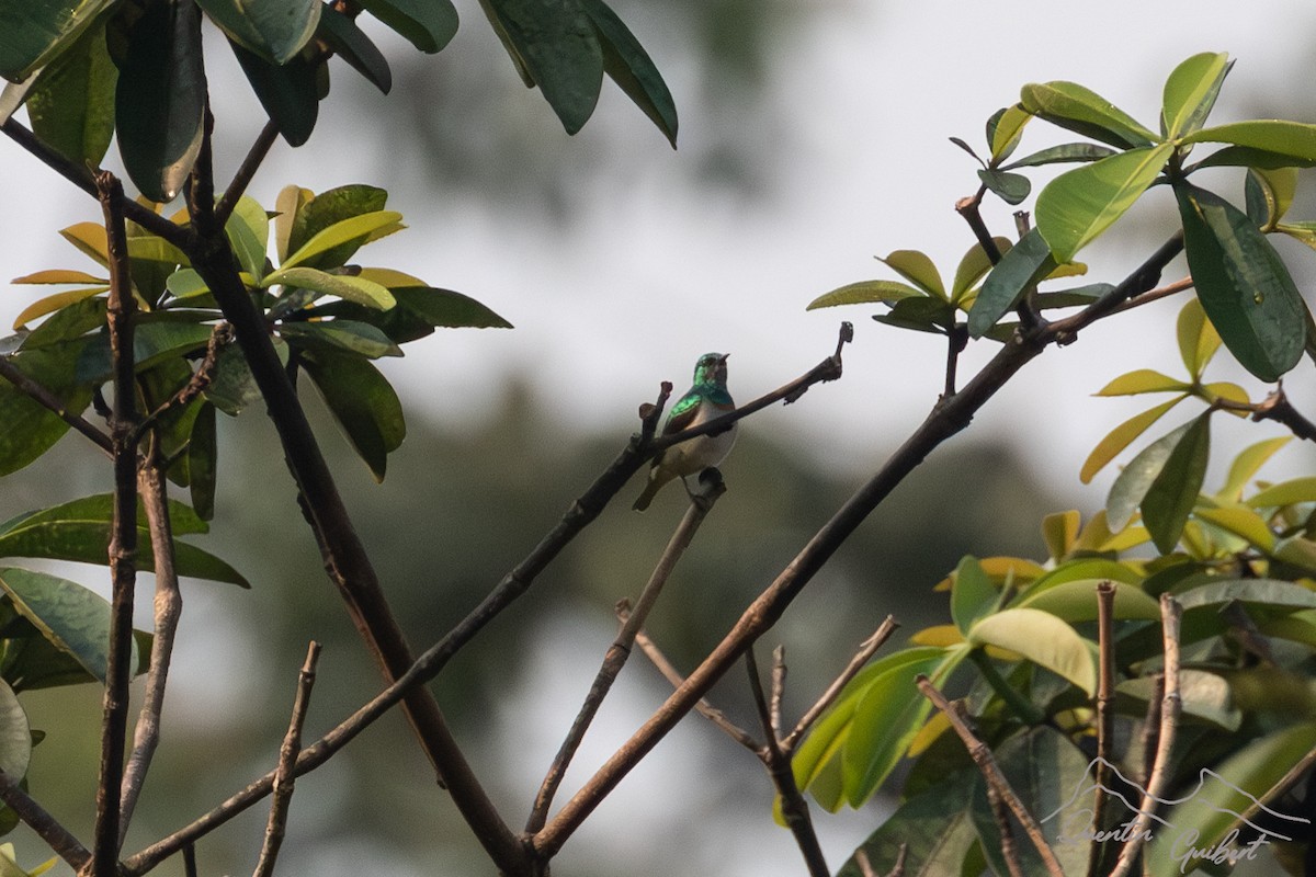 Green Sunbird (Gray-throated) - ML611306175