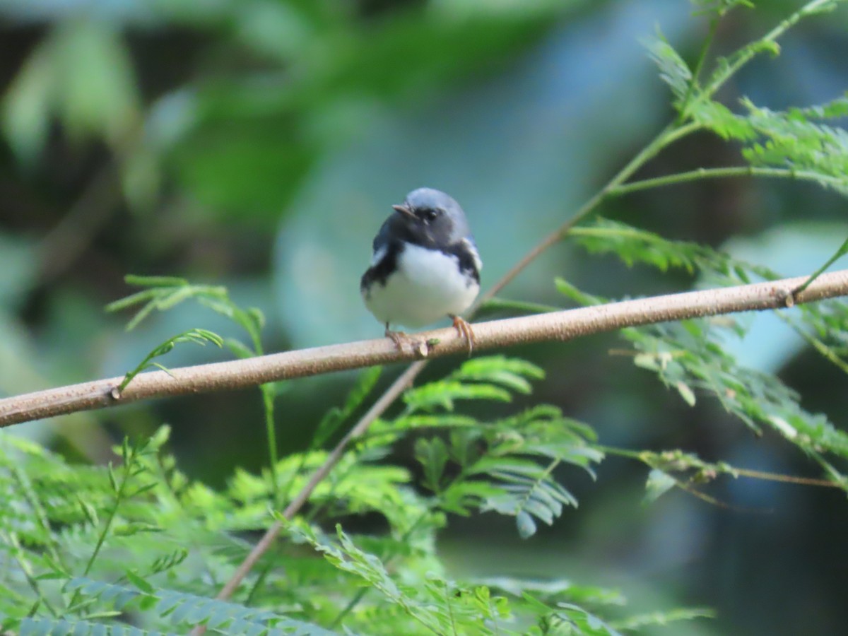 Black-throated Blue Warbler - ML611306319