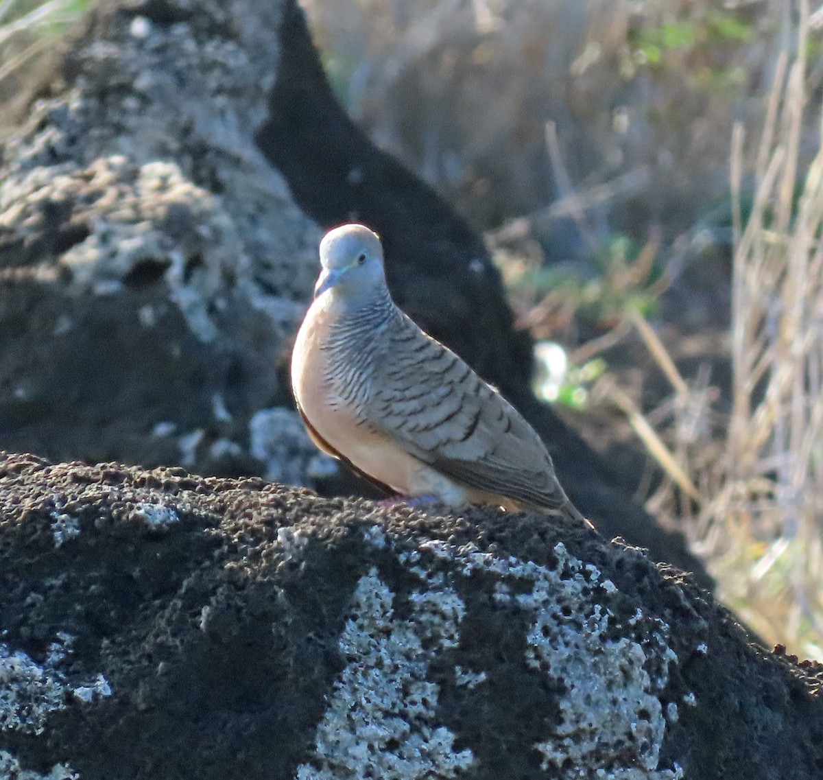 Zebra Dove - JoAnn Potter Riggle 🦤