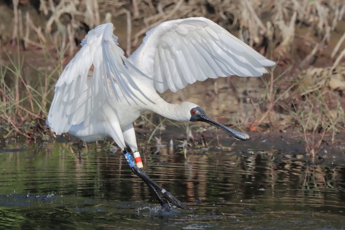 Black-faced Spoonbill - Yi-Cheng Chen