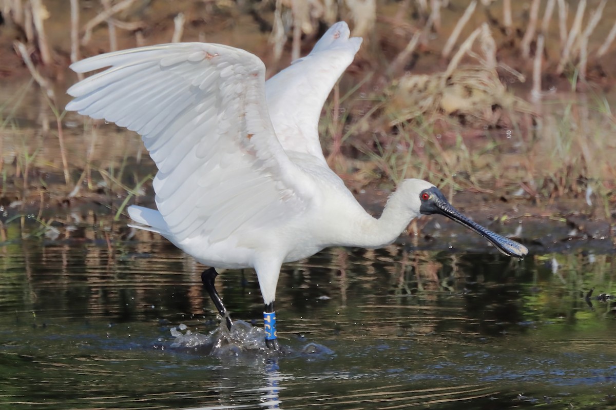 Black-faced Spoonbill - Yi-Cheng Chen