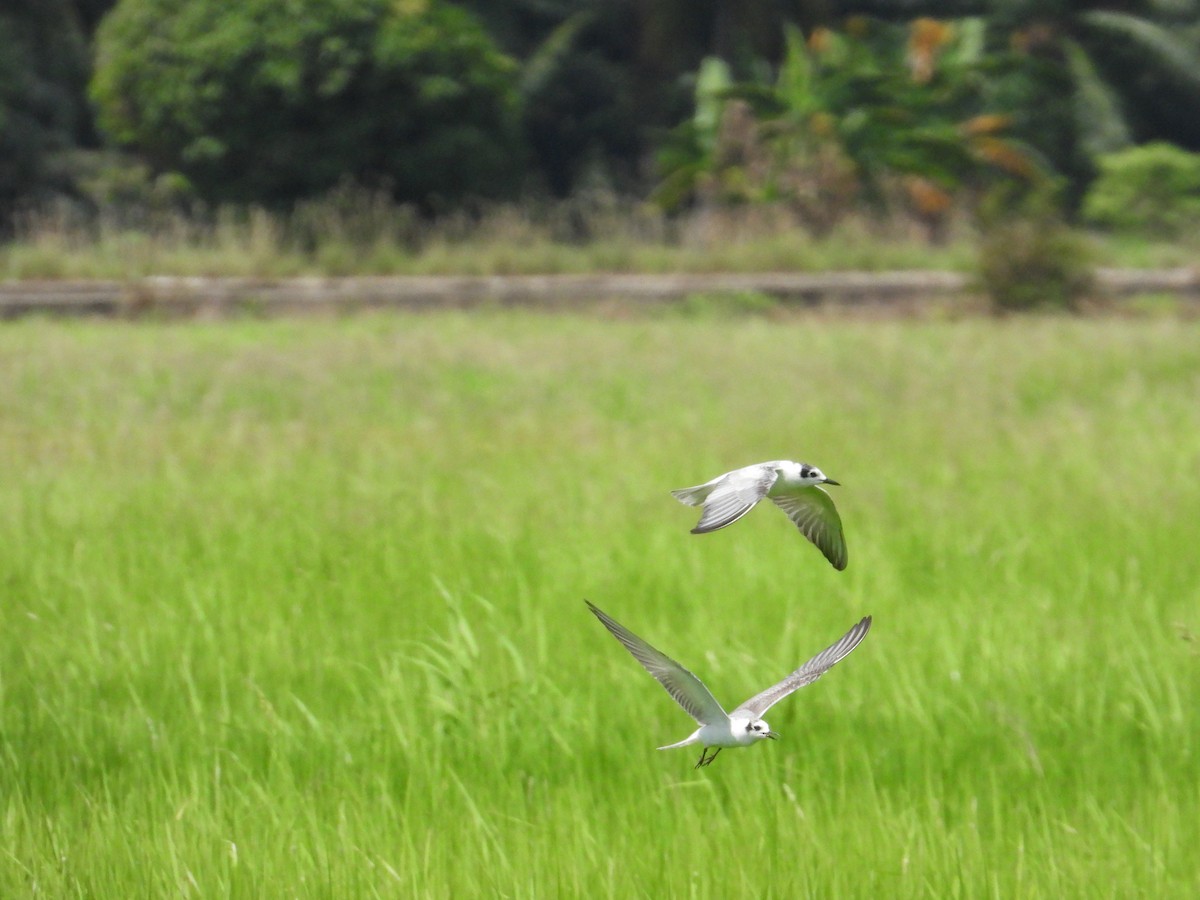 White-winged Tern - ML611306494