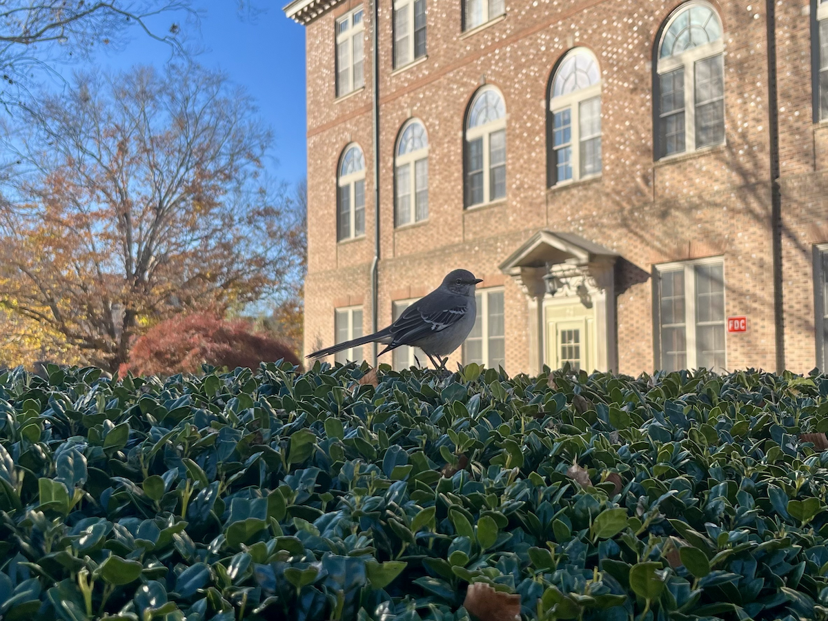 Northern Mockingbird - ML611306517