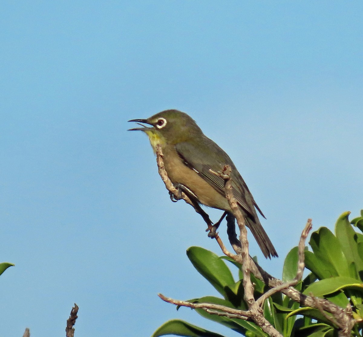 Warbling White-eye - JoAnn Potter Riggle 🦤